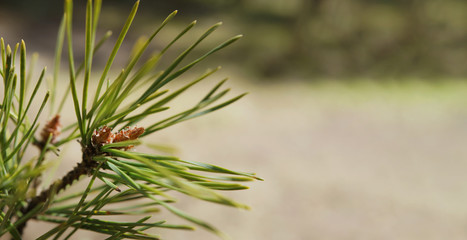 close up of pine needles
