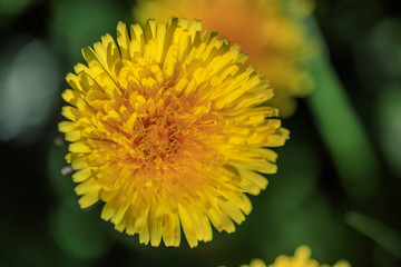 Dandelion flower close-up