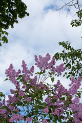 pink and white lilac