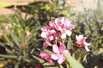 Obraz na płótnie Canvas Pink Flower or oleander flower in the garden.