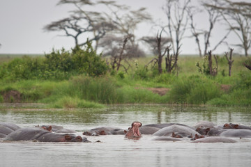 hippopotamus yawn in hippo pool Serengeti grasslands Tanzania group of hippos sleeping in water