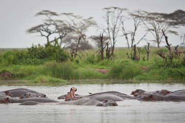 hippopotamus yawn in hippo pool Serengeti grasslands Tanzania group of hippos sleeping in water