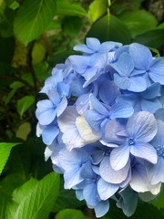 200508_Hydrangea_2