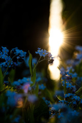 Last sun rays hit forget-me-not flowers