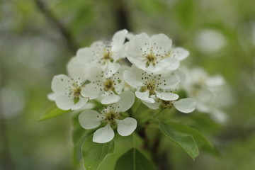 Blooming pear. Green. White. Lots of greenery. Spring. Summer. Pear flowers. Pear. Pear in bloom. Blooming pear. Flowers.