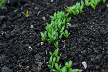 Marigold seedlings in spring