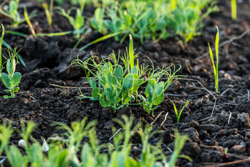 Sweet pea seedling in the field