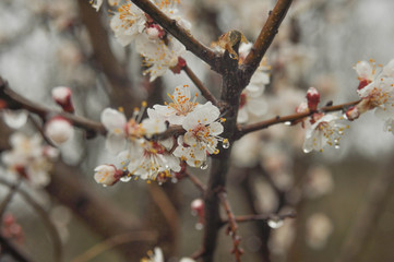 flowering tree in the snow
film photography