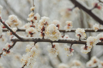 flowering tree in the snow
film photography