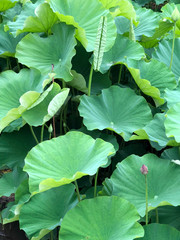 200508_Lotus_1