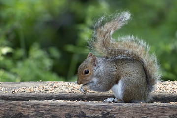 Naklejka na ściany i meble Grey Squirrel (Sciurus carolinensis) eating seed on a wooden bench