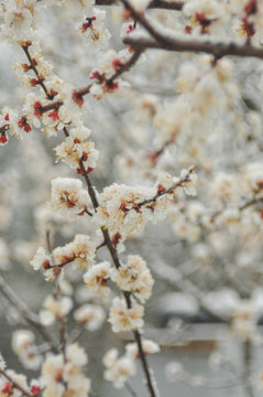 flowering tree in the snow
film photography