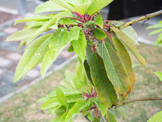 New and old leaves of yuzuriha