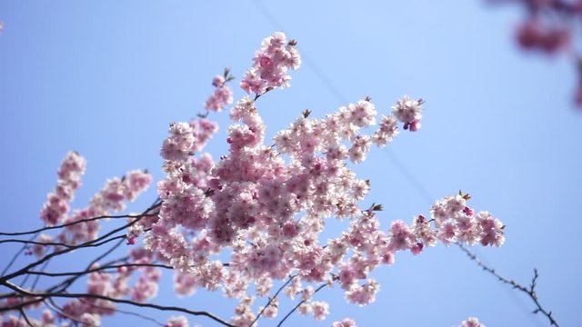 close up image of blossom sakura on a blue sky, spring bloom, freshness, nature, freedom concept 