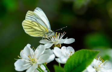 Obraz premium close up of a rutabaga butterfly of the family belyanok sitting on a cherry