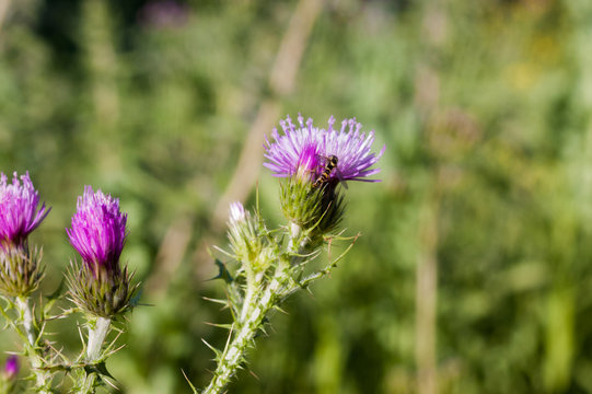 Beautiful purple thistle in the field with a green background