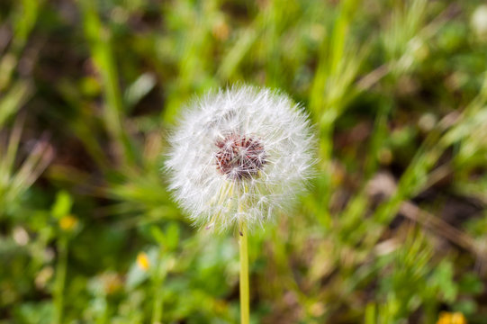 Close-up of dandelion medicinal plant with gradient background
