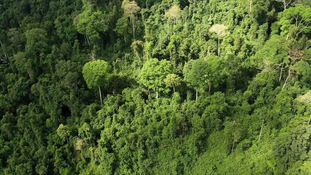 Backward shot of Aerial view of Asia rainforest with moving shadow on the forest. Flight over the jungle by Drone. Day time. Video of nature.