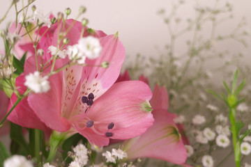 アルストロメリア・かすみ草 - Pink alstroemeria and white gypsophila flowers