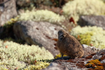 Cute small pika that lives in rocky place