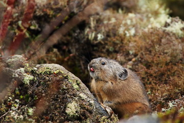 Cute small pika that lives in rocky place