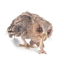 Owl hunt isolated on a white background