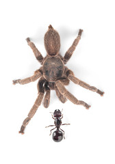 Tarantula and black and  isolate on white background