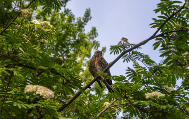 Beautiful little bird sitting on branch in natural background.