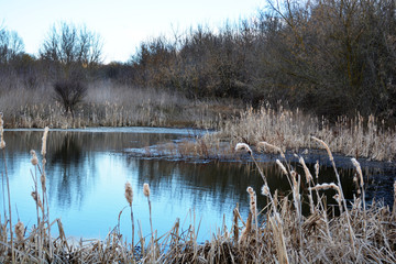 Blue sky with clouds.Beautiful water reflections. Spring autumn countryside. Pond with high dry grass. Lake in a rural area surrounded by trees and grass.Rural landscape.
