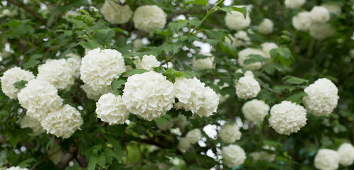 Blooming branch of  vibirnum snowball in a garden. Floral background for wedding design or invitation or anniversary greeting cards. Natural wallpaper of plant in blossom. Seamless flower pattern