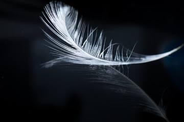 the tips of a white bird's feather. place for text. background. macro