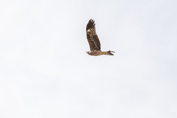 Falcon flies i the sky over steppes of Mongolia. Altai