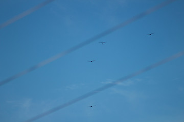 Birds flying in the middle of power wires and blue sky