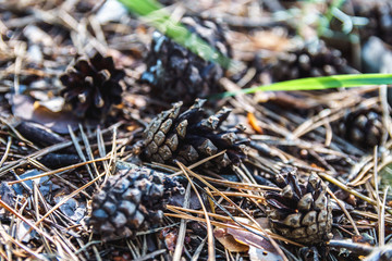 Thicket summer ground in forest covered with needles. Pine cones, twigs and needles on ground. Woodland ecosystem, soft selective focus.