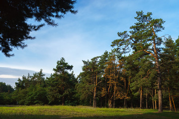 Pine forest in a sunny summer. Concept of beauty of nature and environment protection.