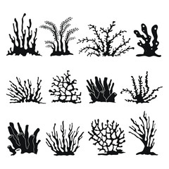 Set of simple coral reef elements isolated on white background. Black vector corals graphic collection.