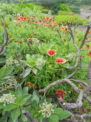 Fototapeta na wymiar Indian Blanket flowers, a common wild ground cover plants on the coast of Taiwan