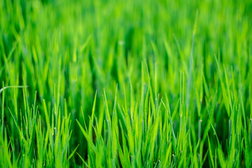 Fototapeta na wymiar Green fresh spring grass