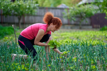 Farmer lady harvesting orache