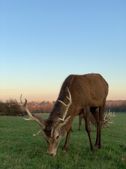 Deer and Stag in Richmond Park