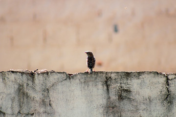 House Sparrow, Passer domesticus. Family Passeridae.