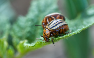Potato beetles on leaves