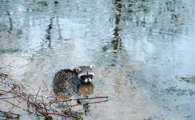 This young racoon stops and looks back with curiosity before swimming away in this Missouri pond. Bokeh. © Picunique