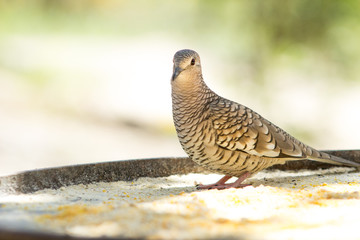 Fogo apagou, Columbina squammata.  Scaled Dove is a columbiform bird in the Columbidae family.