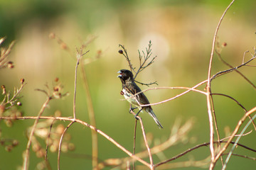 Papa capim das costas cinza, Sporophila ardesiaca . Dubois's Seedeater is a passerine bird in the family Thraupidae.