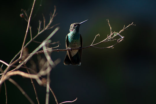 Beija flor, Amazilia fimbriata. Glittering-throated Emerald is an apodiform bird in the family Trochilidae.