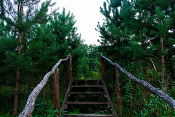 Photo of wooden ladder on pine background, wild nature