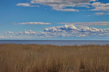 The quiet landscape: the sky and the reeds