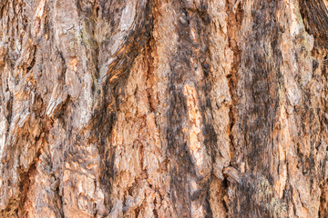 
Pine bark closeup background texture