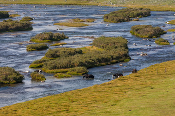 Cows cross the river. Mountain Altai, Mongolia.